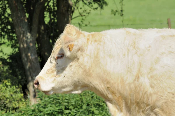 Blonde cow, ardennes — Stock Photo, Image