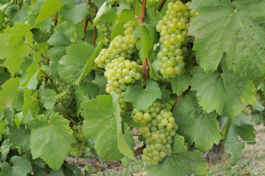 Champagne grapes #7, epernay clipart