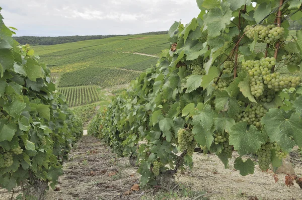 Champagne heuvelachtige wijngaard #8, epernay — Stockfoto