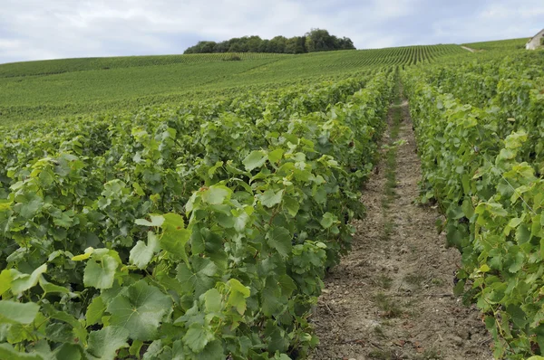 Champagne hilly vineyard #1, epernay — Stock Photo, Image