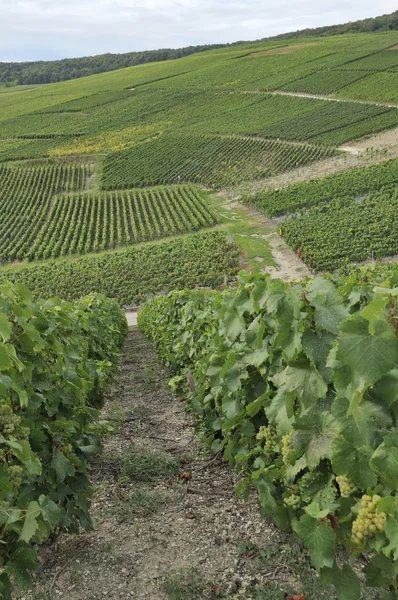 Champagne hilly vineyard #3, epernay — Stock Photo, Image