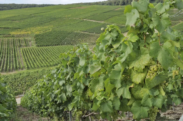 Champagne heuvelachtige wijngaard #4, epernay — Stockfoto