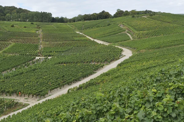 Champagne heuvelachtige wijngaard #6, epernay — Stockfoto