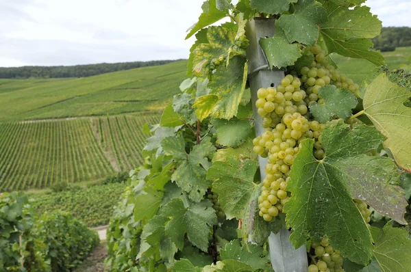 Champagne grapes #1, epernay — Stock Photo, Image