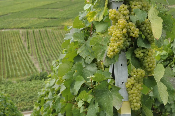 Champagne grapes #4, epernay — Stock Photo, Image