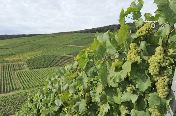 Champagne heuvelachtige wijngaard #5, epernay — Stockfoto