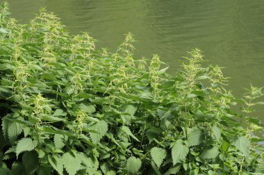 Flowering nettle near meuse, ardennes