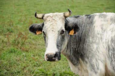 çim, ardennes üzerinde beyaz ve gri inek