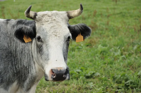 Muzzle of white and grey cow , ardennes — Stock Photo, Image
