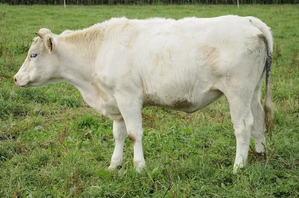 Vache blanche sur herbe, ardennes — Photo