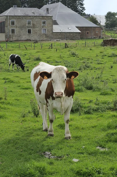 Piebald cow and farm, willerzie, ardennen — Stockfoto