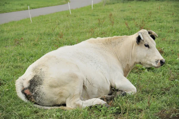 Vache sur herbe, ardennes — Photo