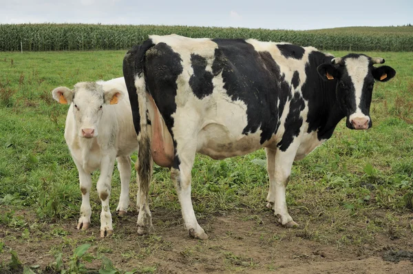 Kalf en koe op gras, ardennes — Stockfoto