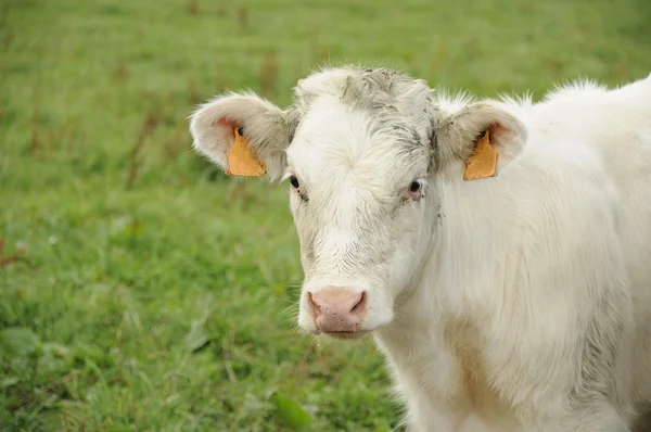 草、アルデンヌに白い子牛 — ストック写真