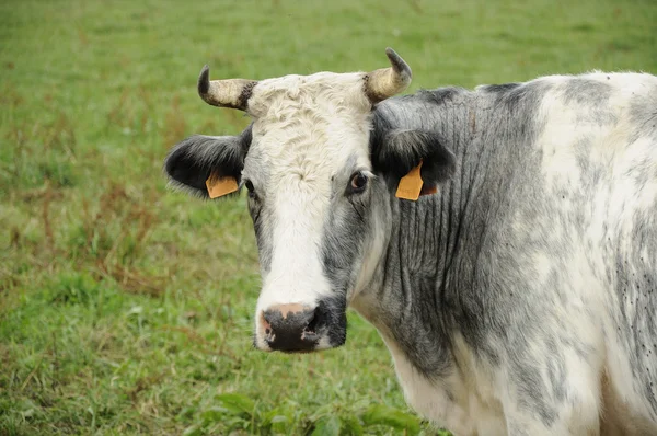 Bílé a šedé kráva na trávě, ardennes — Stock fotografie