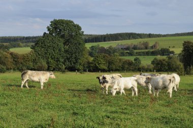 İnek Sürüsü otlaklar, ardennes