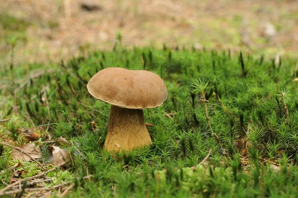 Stock image Tylopilus felleus mushroom, ardennes