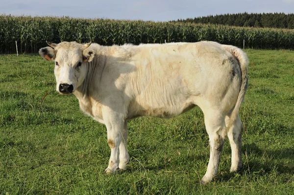 Белая корова, арденны — стоковое фото