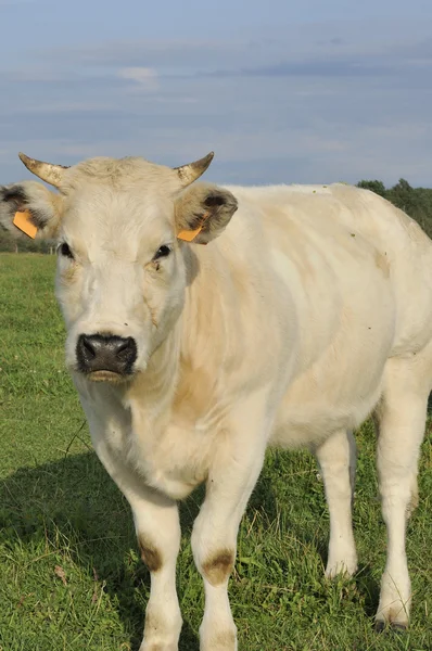 Muselière de vache blanche, ardennes — Photo
