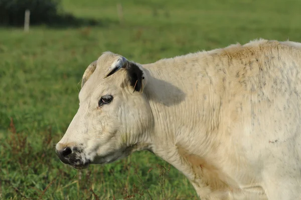 Kráva pastviny, ardennes — Stock fotografie