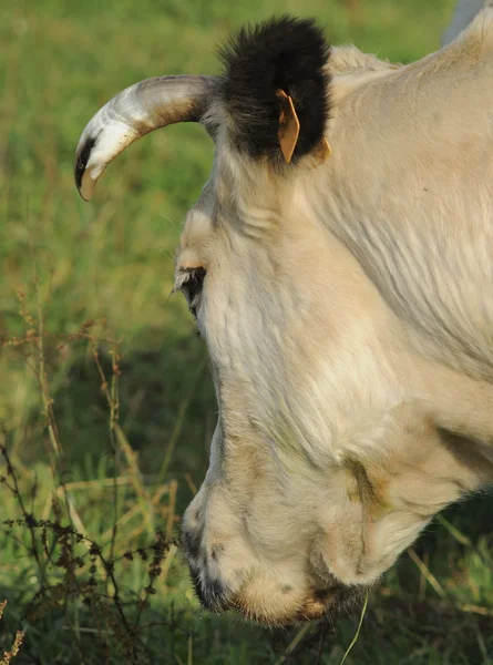 Голова коровы сзади — стоковое фото