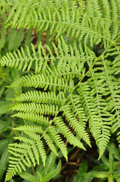 stock image Fern leaves #1, ardennes