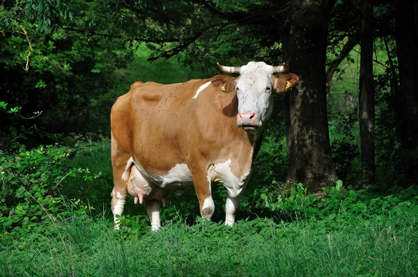 Pâturage de vaches, avec mouches — Photo