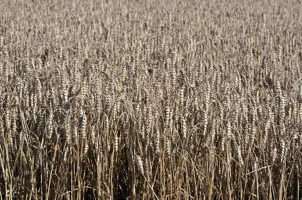 Шпильки стиглої кукурудзи — стокове фото