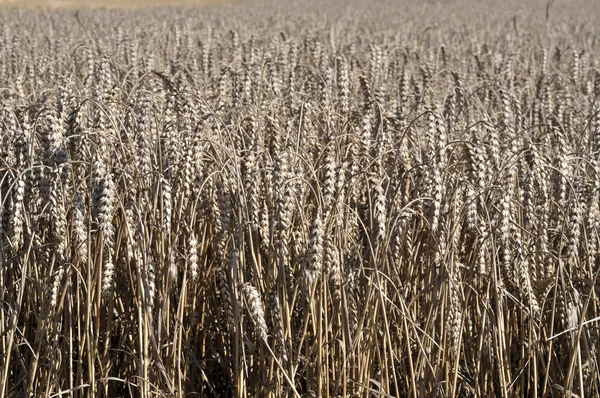 Шпильки стиглої кукурудзи No2 — стокове фото