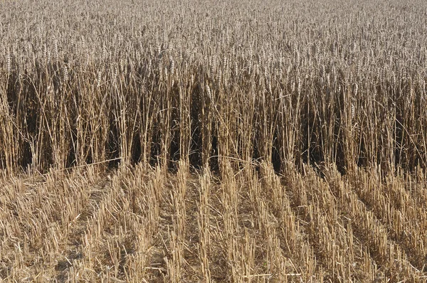 Шпильки стиглої кукурудзи і стерні — стокове фото