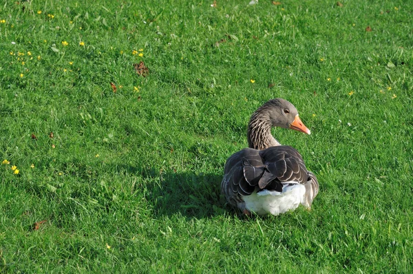 Pato al atardecer # 1, moritzburg — Foto de Stock