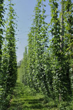 Hops plantation #7, baden clipart