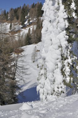 çam ağacı, dolomites buz