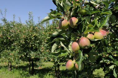 Apples on tree, baden clipart