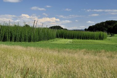 Hops plantation #1, baden clipart