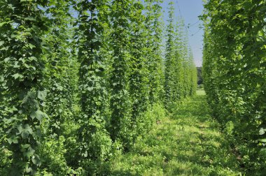 Hops plantation #4, baden clipart