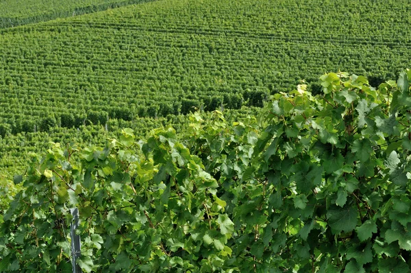 Kopcovitý vinice #4, baden — Stock fotografie
