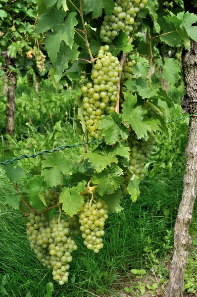 Uvas brancas, baden — Fotografia de Stock