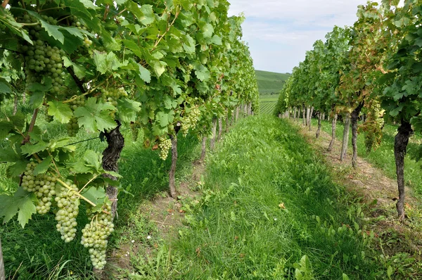 Kopcovitý vinice #10, baden — Stock fotografie