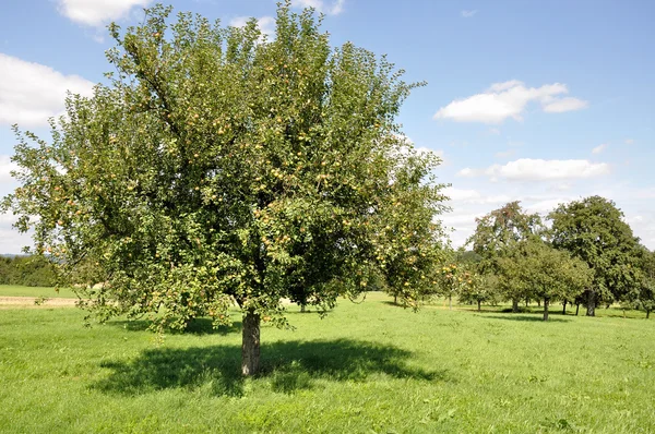 Obstbäume auf Feld 3, Baden — Stockfoto