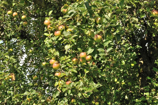 Apel organik di pohon, luak — Stok Foto