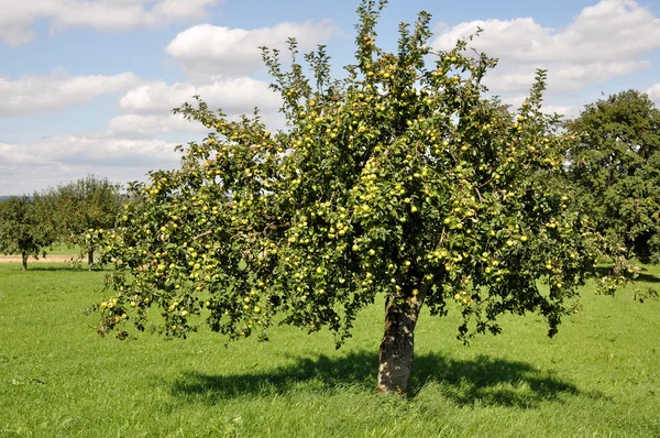 Árvores frutíferas no campo # 4, baden — Fotografia de Stock