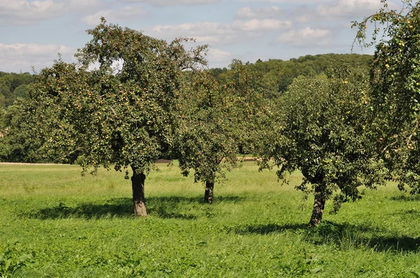 Árvores frutíferas no campo # 5, baden — Fotografia de Stock