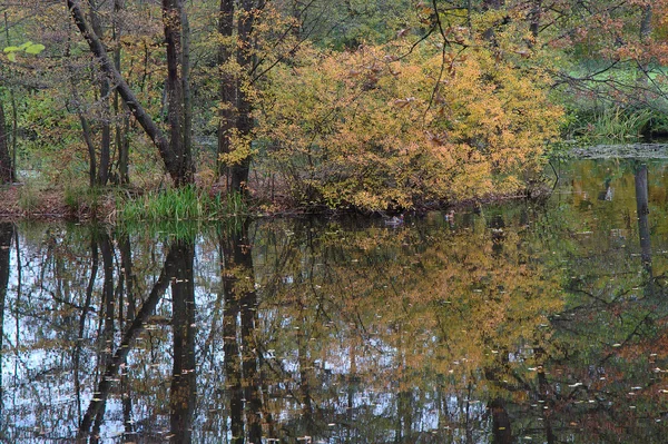 Reflections in pond at shloss solitude, stuttgart — Stock Photo, Image