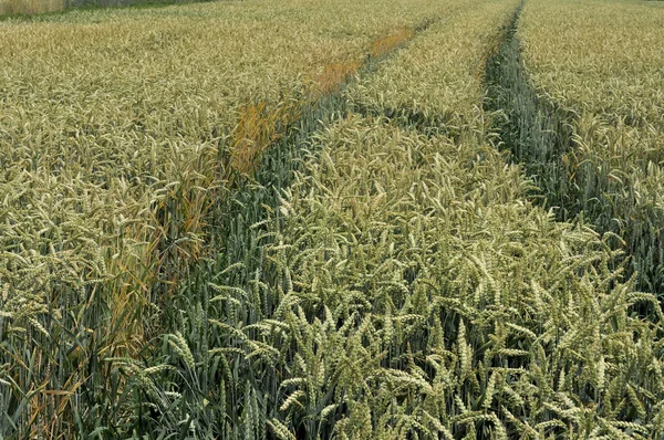 Ripening wheat spikes in field — Stock Photo, Image