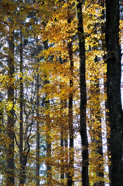 Bladeren in de herfst woods — Stockfoto