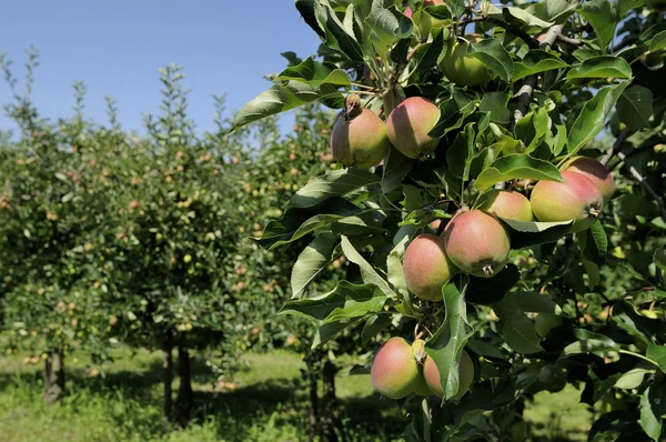 Apples on tree, baden — Stock Photo, Image