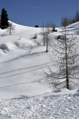 karlı yamaç, dolomites ağaçlar