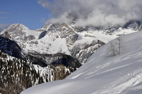 Grenar i snöig backe, Dolomiterna — Stockfoto
