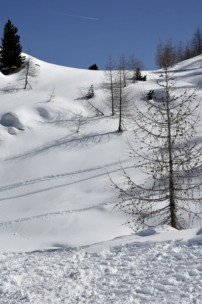 Деревья на снежном склоне, доломиты — стоковое фото